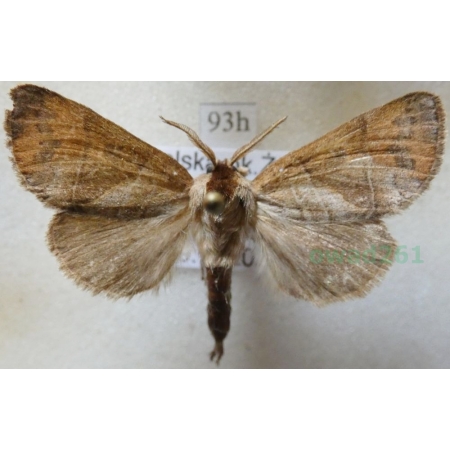 Clostera anastomosis (Linnaeus, 1758) male Wzjeżka wieszczyca Poland93h